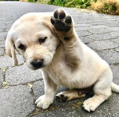 Köpeklerde Kanlı İshal