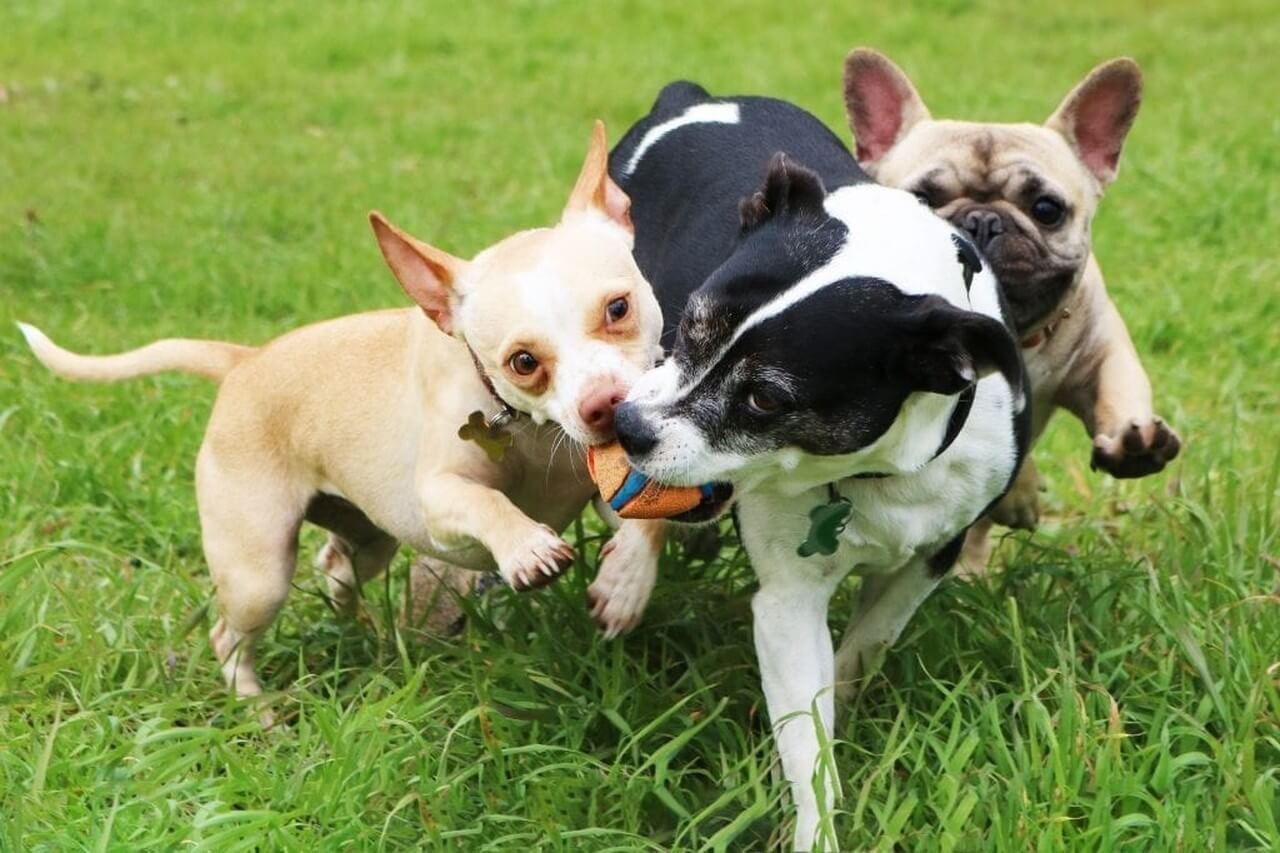 Infectious Tracheobronchitis-Kennel Cough (Barınak Hastalığı)